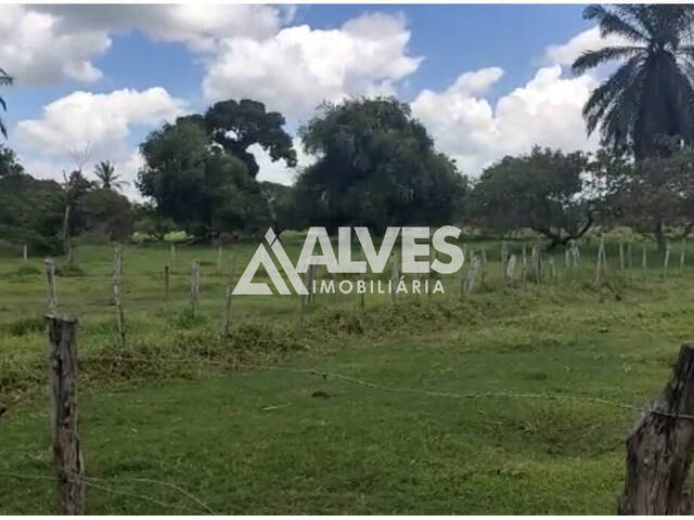 #6423 - FAZENDA para Compra em Serra Preta - BA