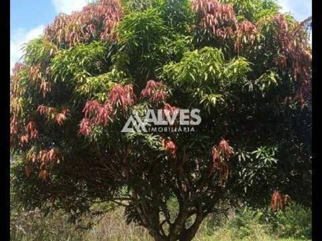 TERRENO para Compra em Amélia Rodrigues - 5