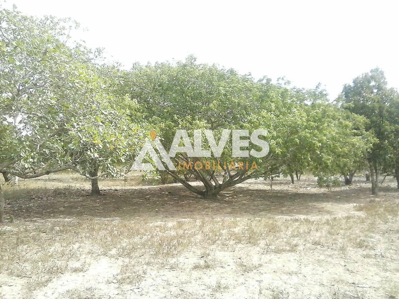 Terreno, 10000 m² - Foto 7