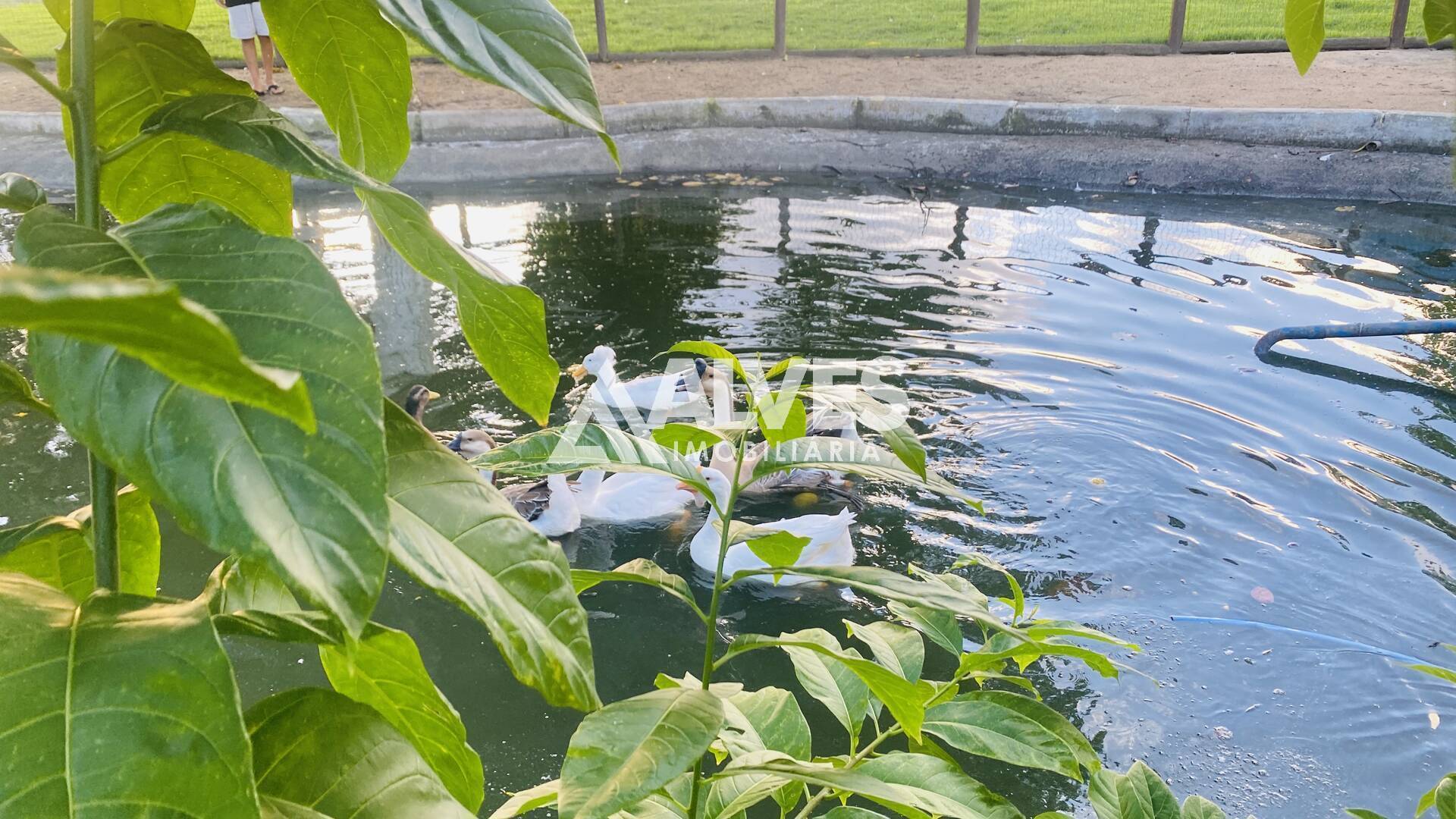 Terreno, 300 m² - Foto 19