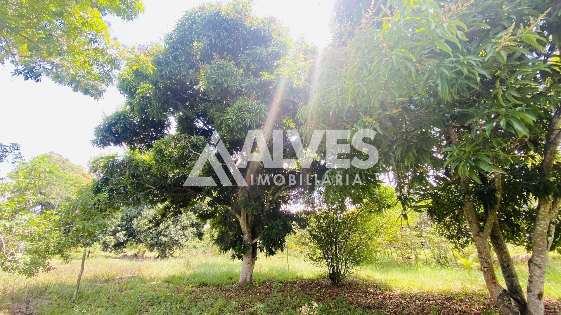 Chácara, 2 quartos, 2178 m² - Foto 9