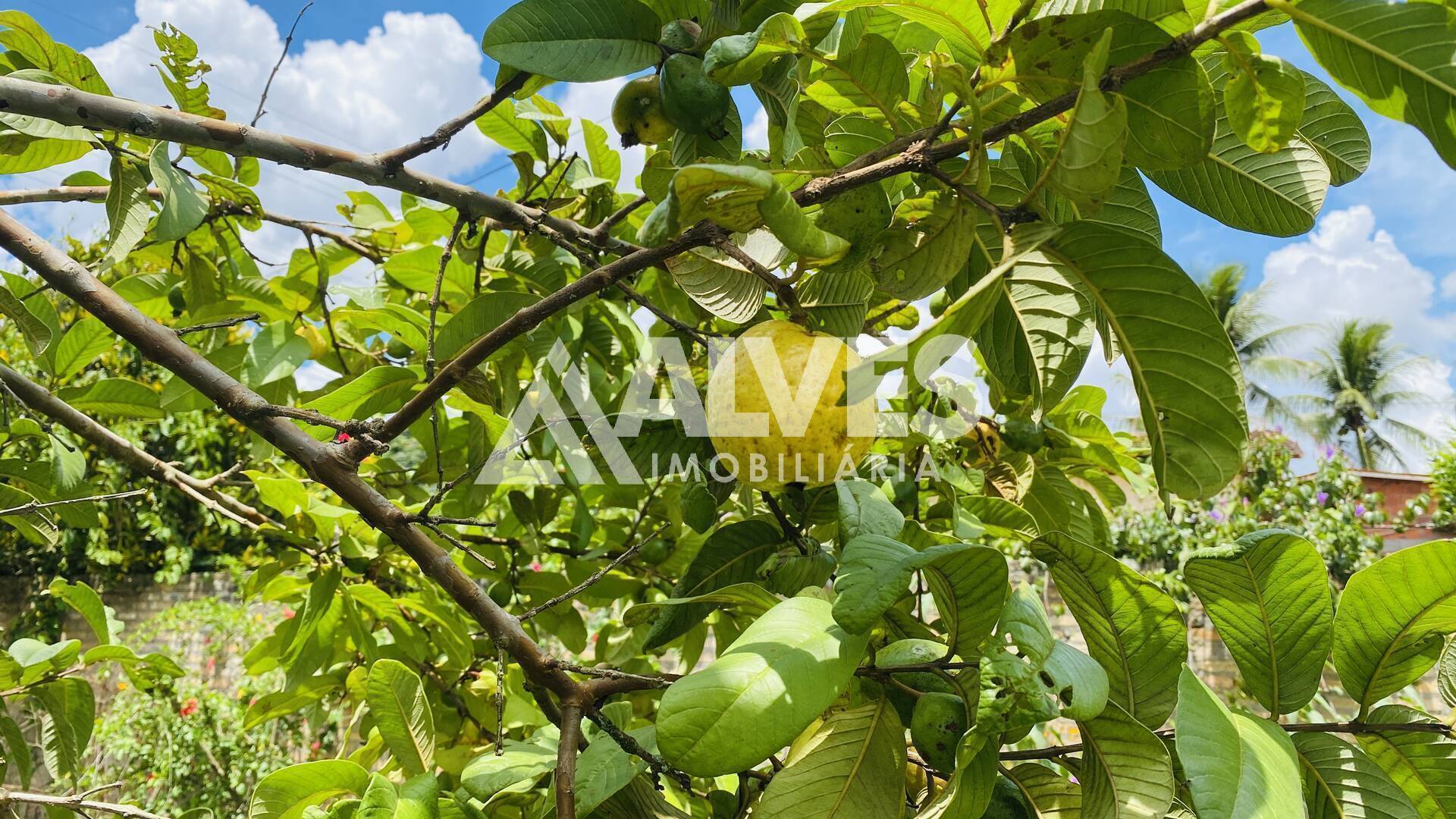 Chácara, 2 quartos, 2178 m² - Foto 5