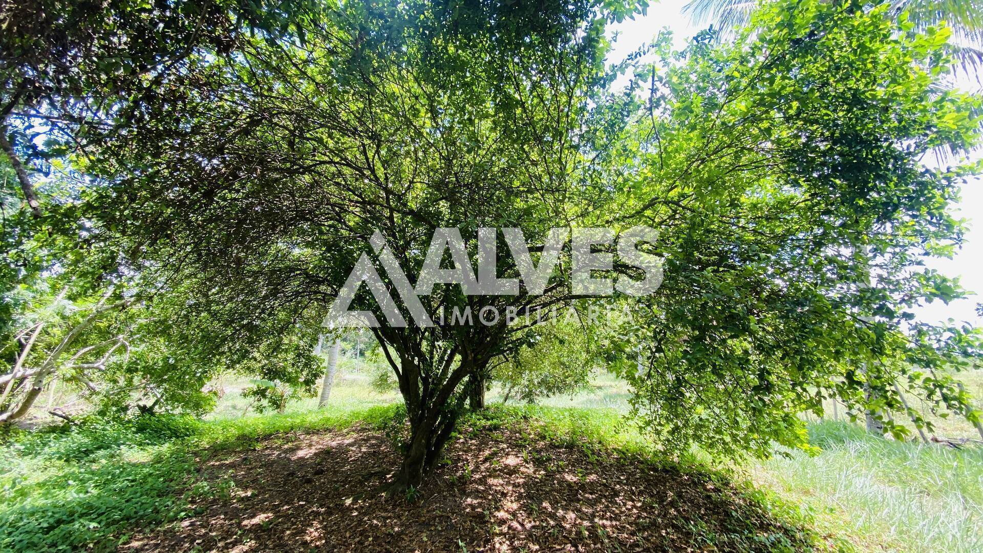 Chácara, 2 quartos, 2178 m² - Foto 10