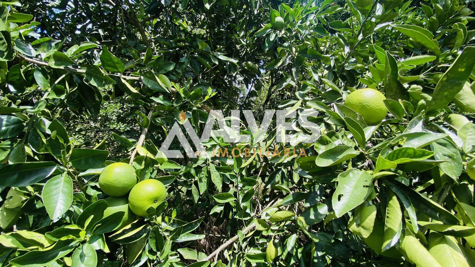 Terreno, 2178 m² - Foto 8