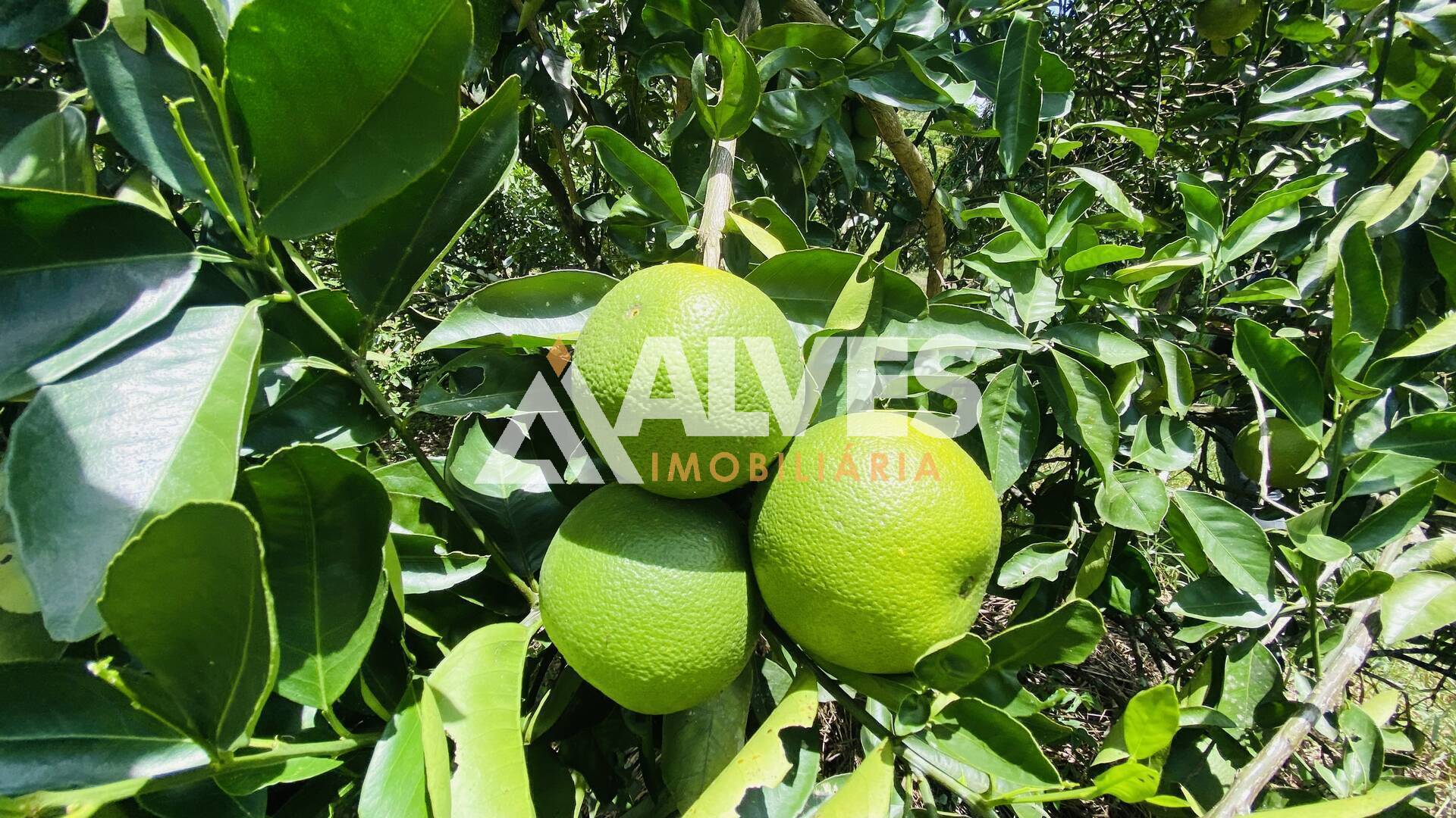 Terreno, 2178 m² - Foto 7