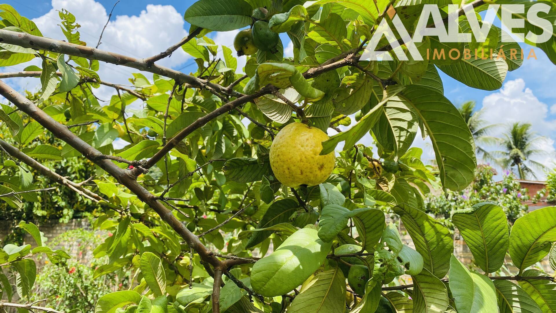 Terreno, 2178 m² - Foto 5