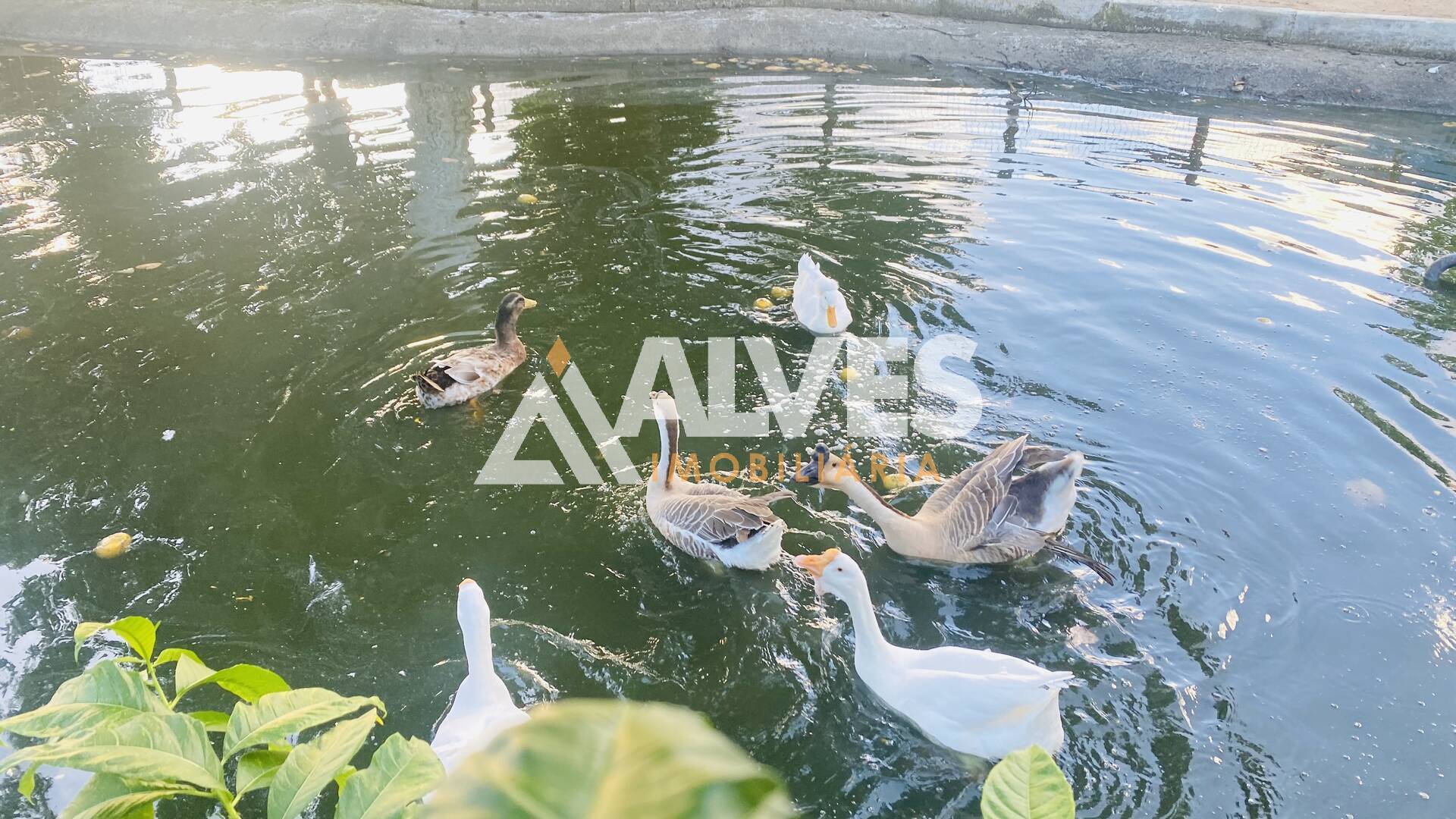 Sítio, 3 quartos, 452 m² - Foto 26