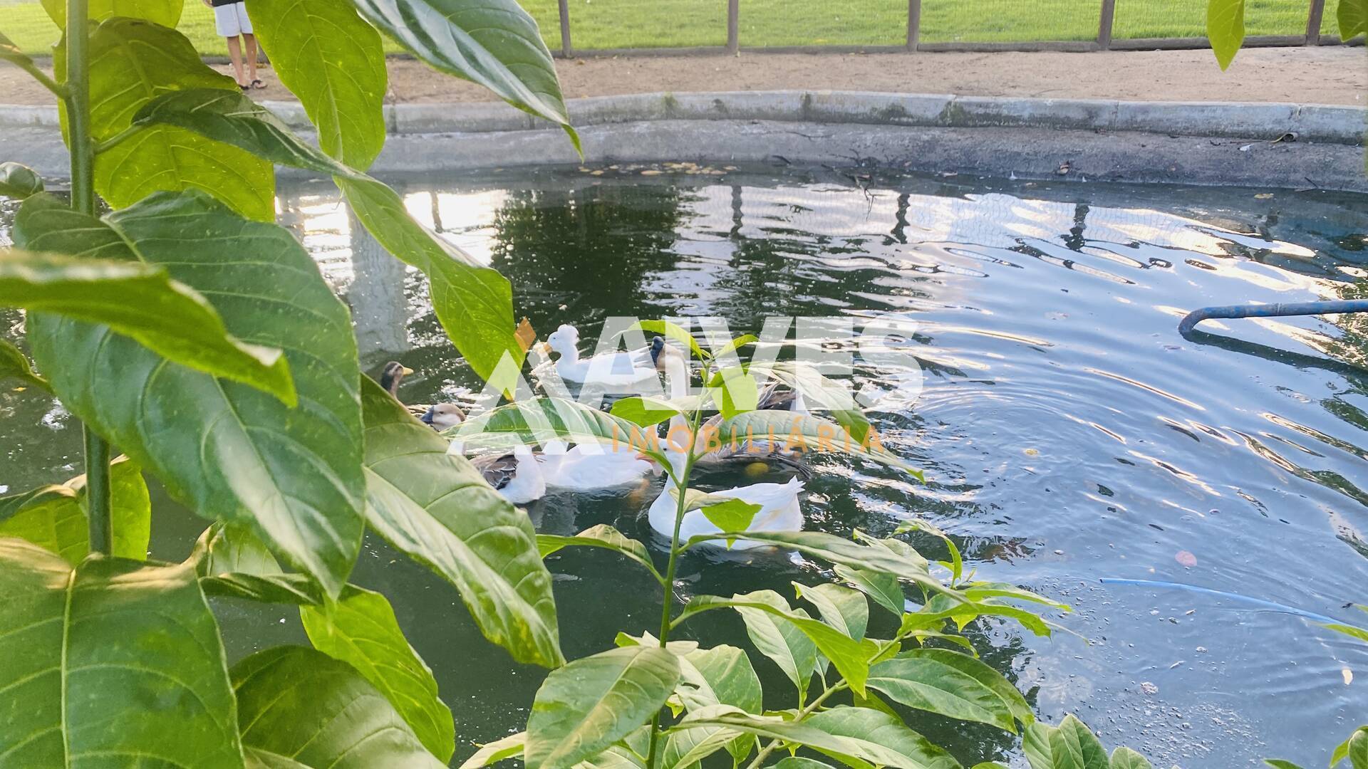 Sítio, 3 quartos, 452 m² - Foto 27