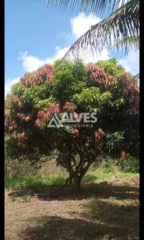 Terreno, 1 hectares - Foto 5