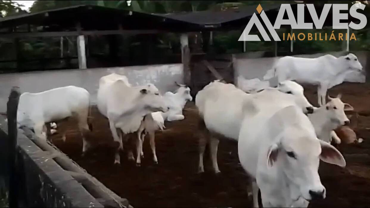 Sítio, 3 quartos, 35 hectares - Foto 19