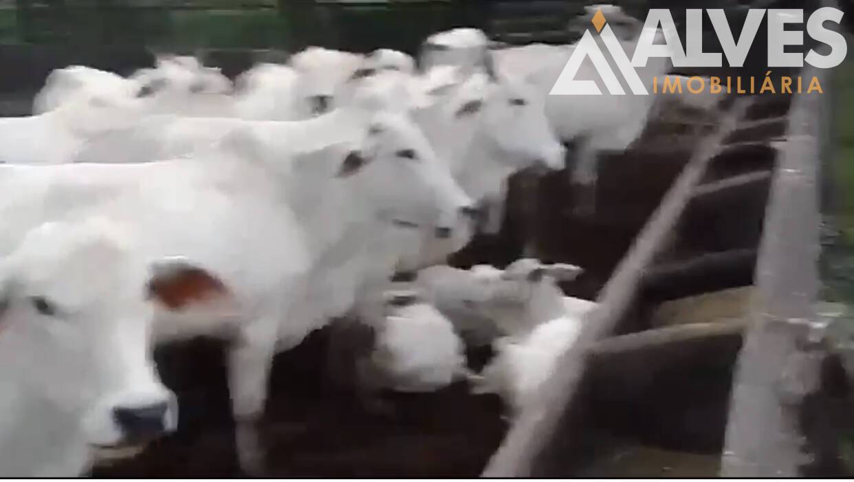 Sítio, 3 quartos, 35 hectares - Foto 18