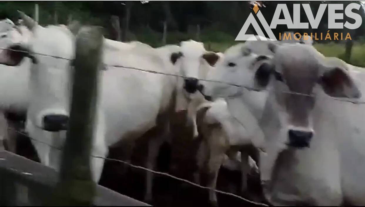 Sítio, 3 quartos, 35 hectares - Foto 17