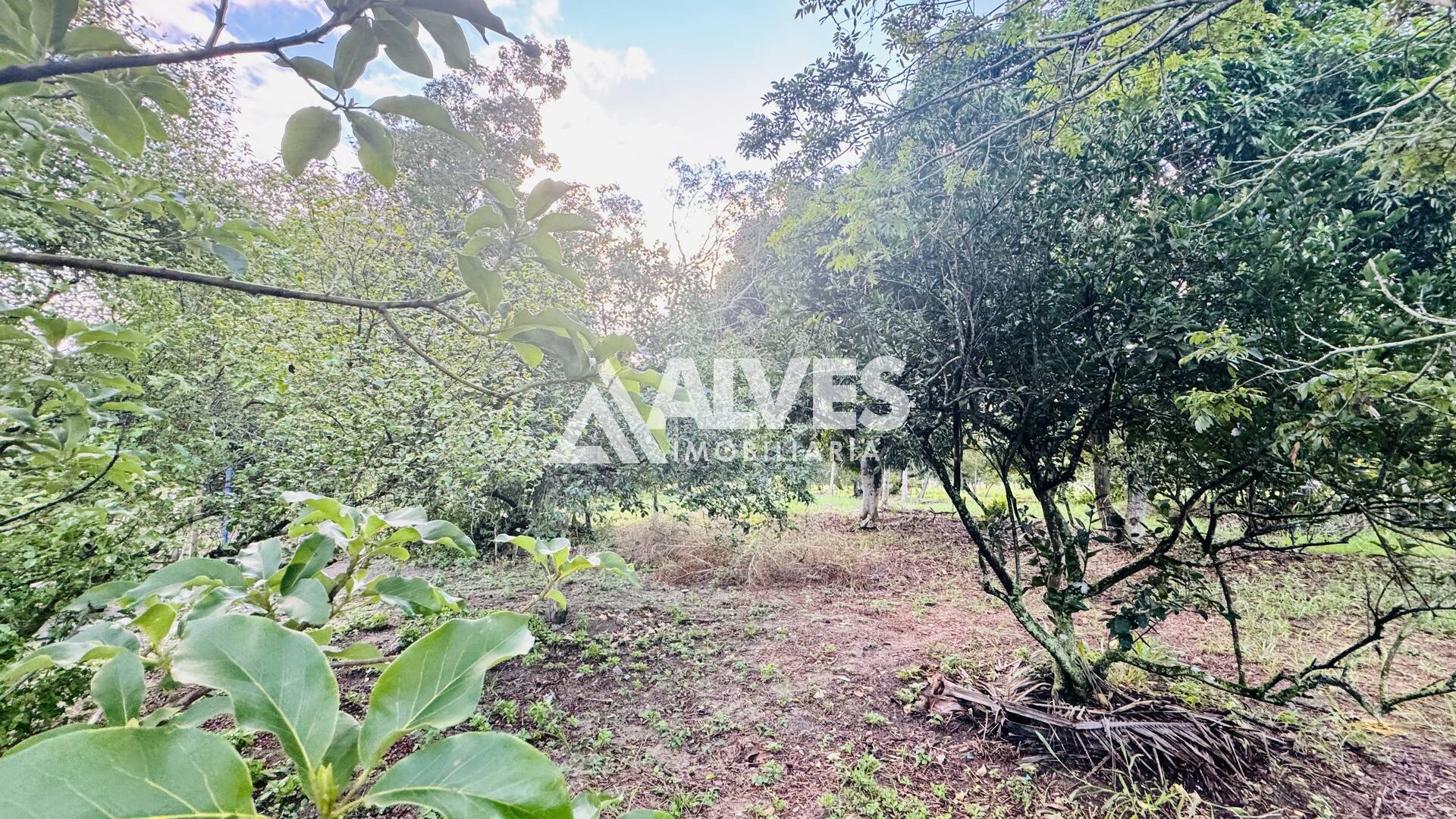 Terreno, 8 hectares - Foto 5